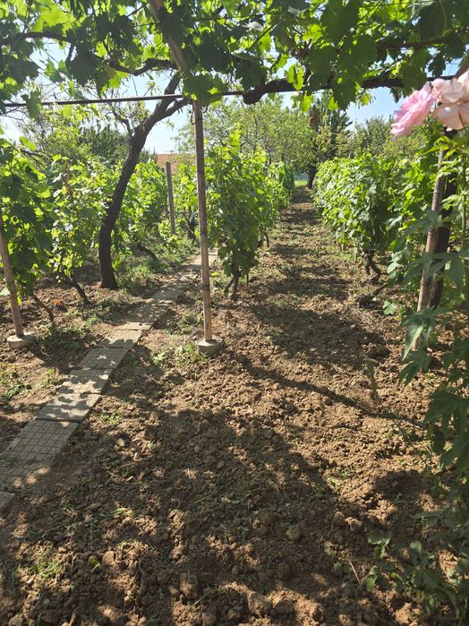 Продава се Къща в с. Калипетрово, Област Силистра - 45 кв.м за 680 €/кв.м - Снимка #20