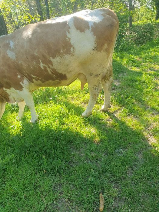 Vând vaca cu vitica