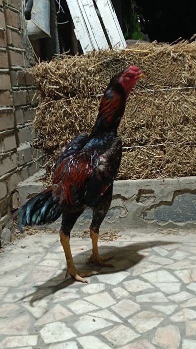Ishqibozlar aloqaga chiqsin