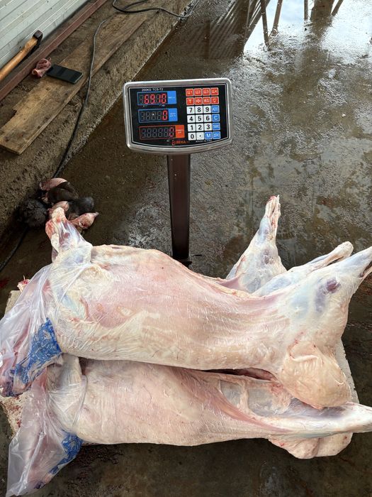 Қой, Тоқты, Бараны,