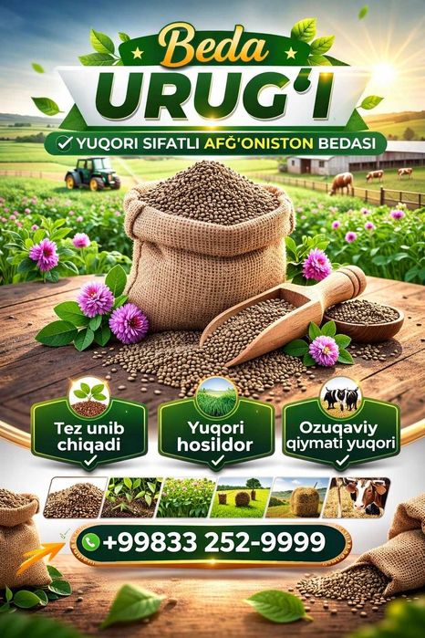 БЕДА УРУҒИ сотилади. Beda urug'i sotiladi, 1 metrgacha o'sadi