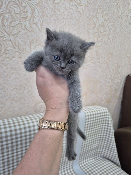 Продам котят бритацы