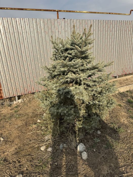 Продам Елки.район туздыбастау