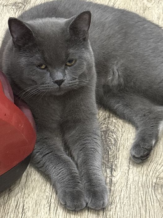 Мушукчалар сотилади