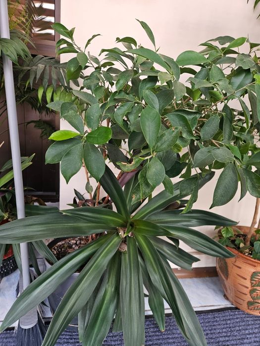 Продам офисные цветы горшки