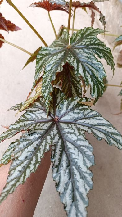 Бегония Грифон в горшке два куста