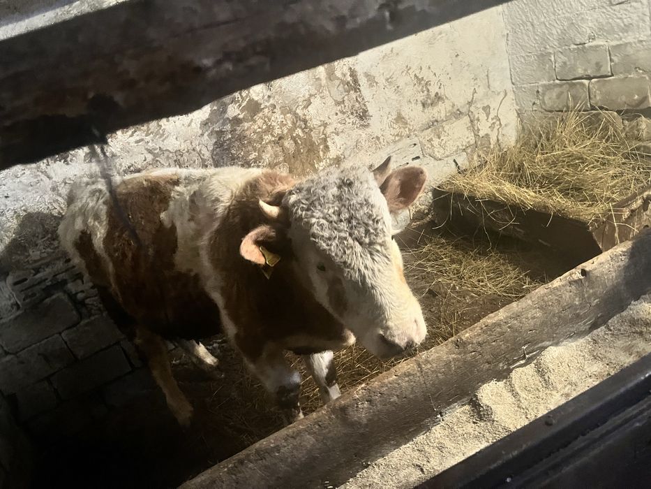 Бычки на откорме стоят