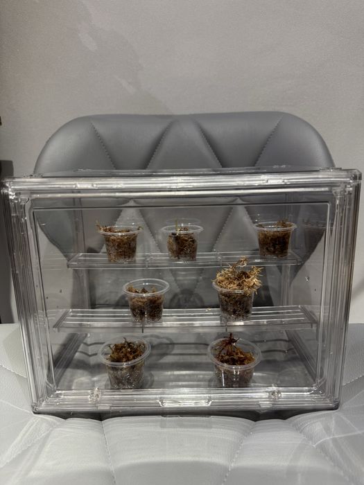 Тепличка для растений