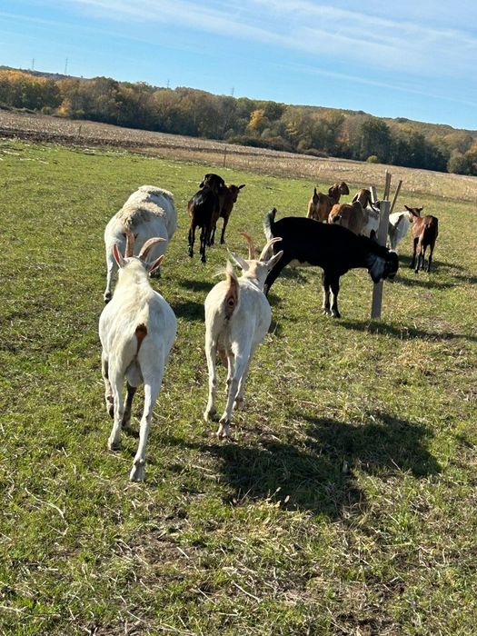 Vând țap Sanne,vârstă 8 luni