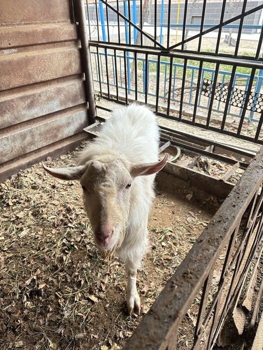 Теке сатылады. Түркістан