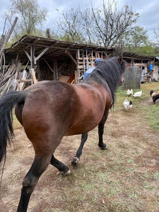 Cal Blând și Ascultător pentru Gospodărie