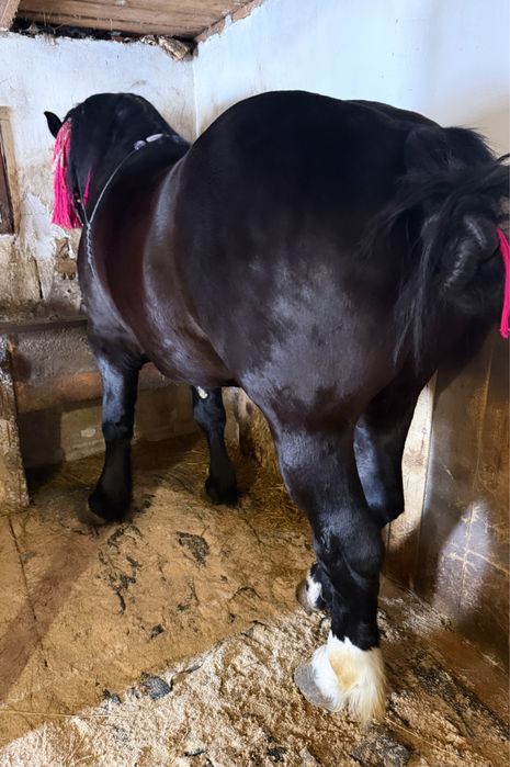 Vand manz de 3 ani la vară invațat la caruță