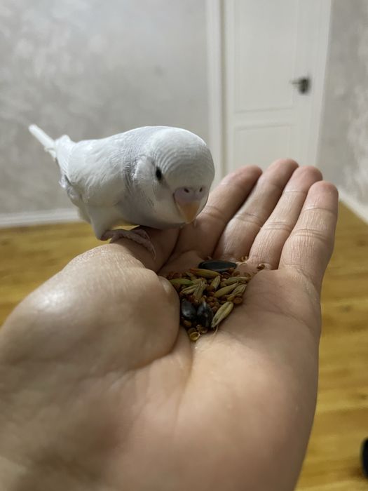 Ручные волнистые попуги