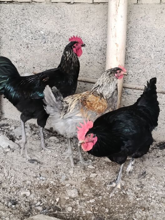 Аралаш товуклар сотилади