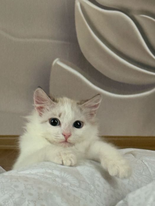 Котенок красавчик