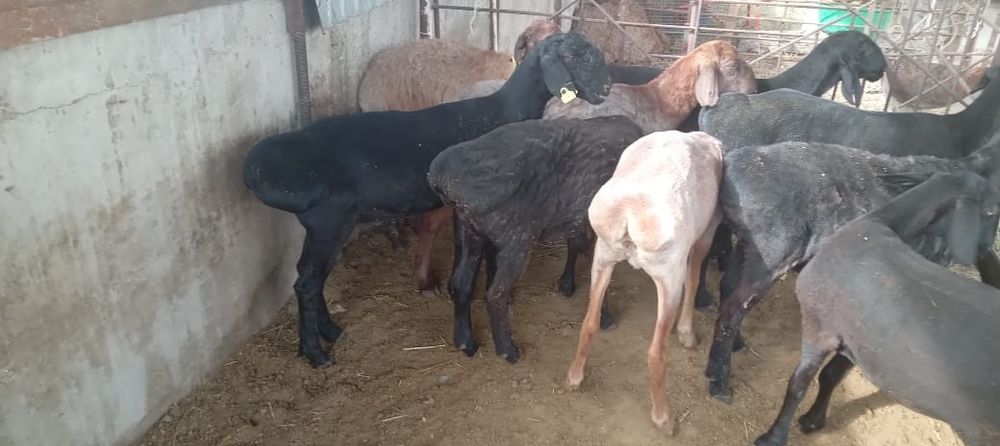 Қой сатылыды семіз