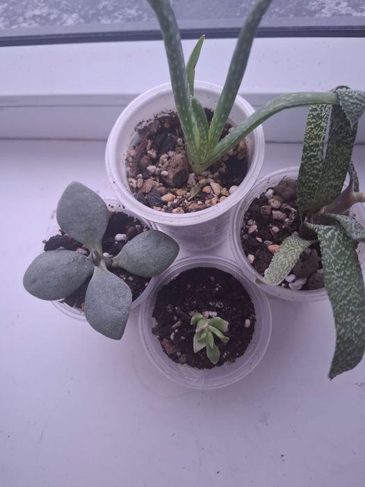 Продам суккуленты