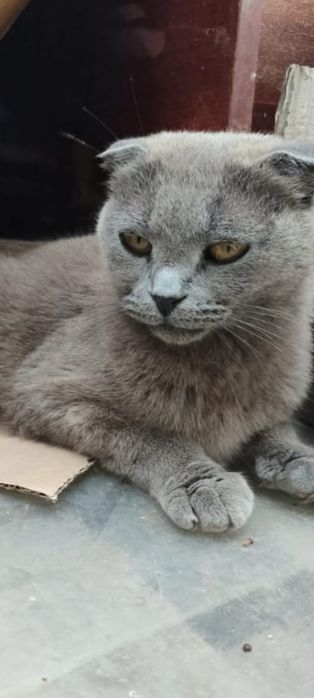 Котята кошечки в добрые руки