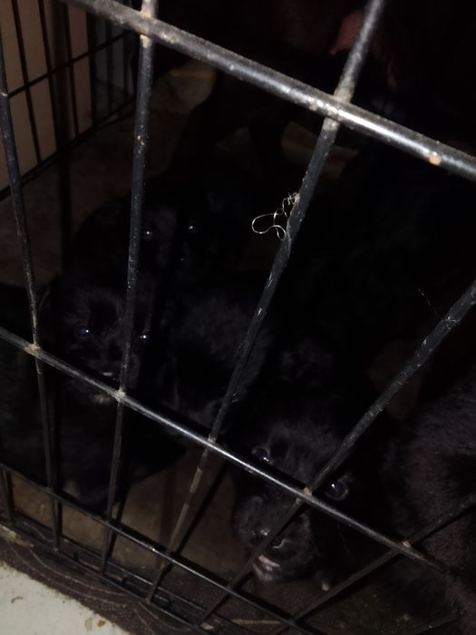 Бесплатные щенки