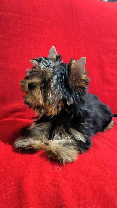 Щенки Йоркширского терьера