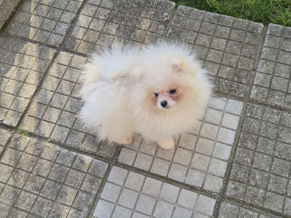 Мъжки померан на 4 месеца