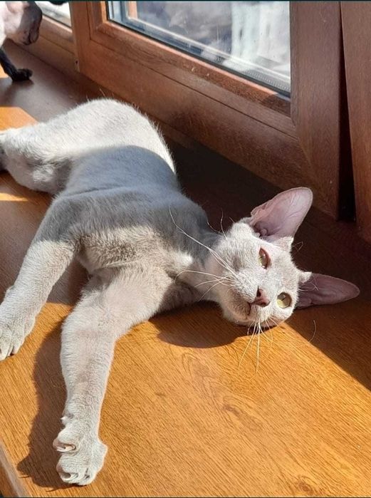 Петерболд - котик, редчайшего окраса