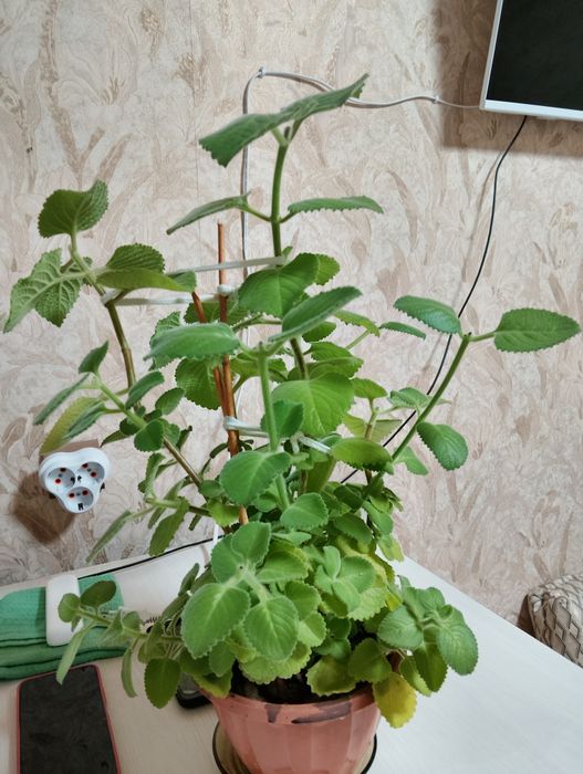 Комнатные домашние цветы