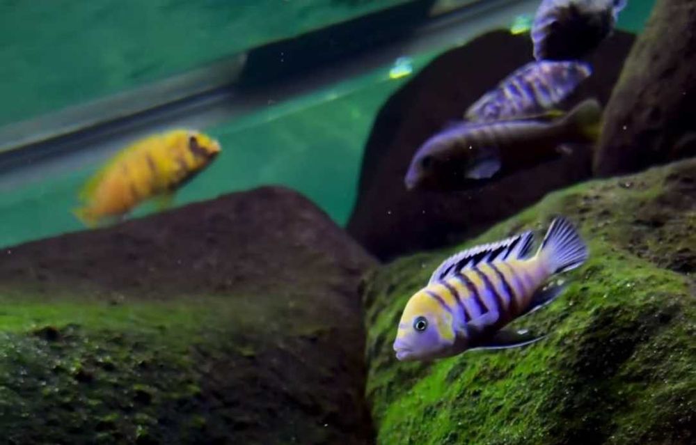 Афрa  Кобуe Цихлида