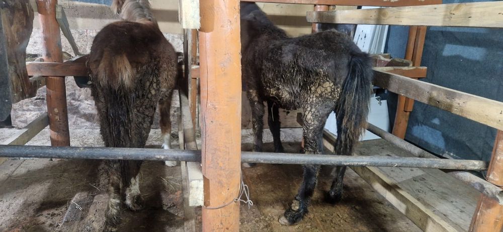 Тайлар сатылады откорумда тұр