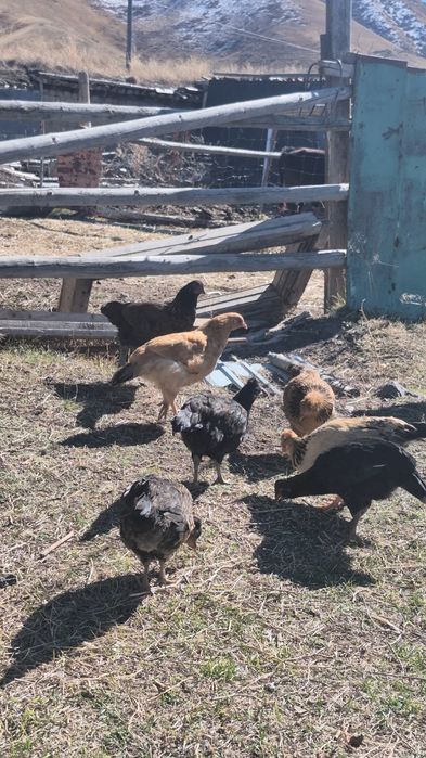 Куры петух обмен дакан