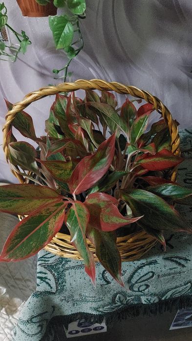 Продам аглаонему
