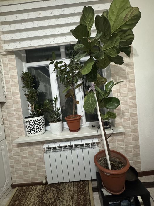 Комнатные растения