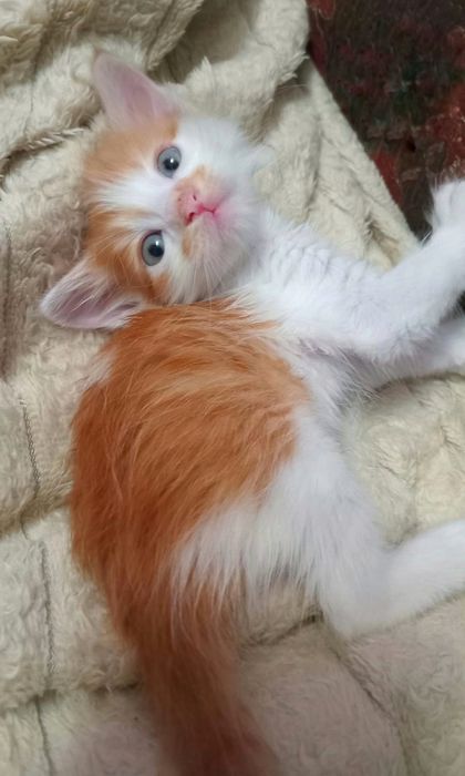 Котёнок - мальчик