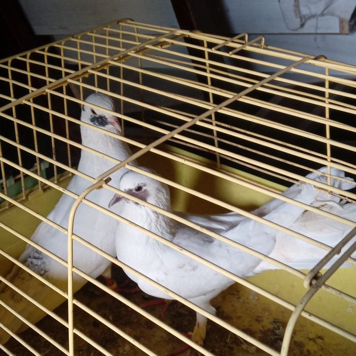 Продам домашних голубей.
