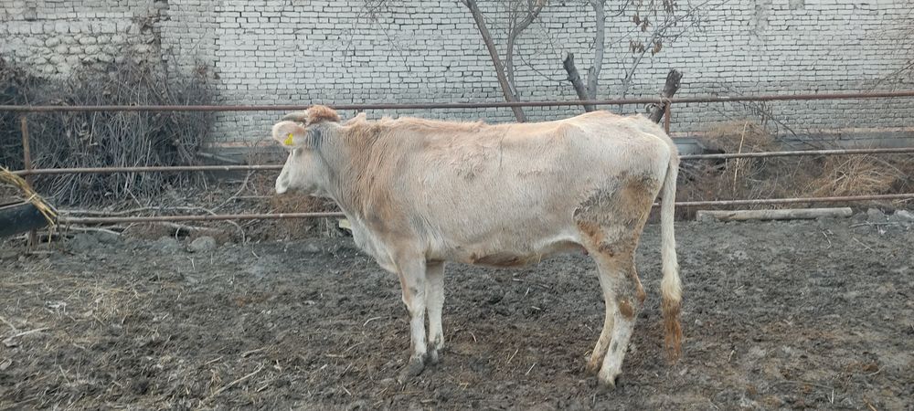 Shvet mol sog'lom sotiladi