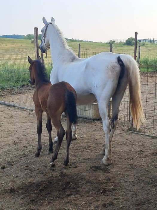 Iapa lipitan spre vânzare