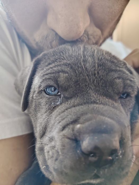 Mascul Cane corso