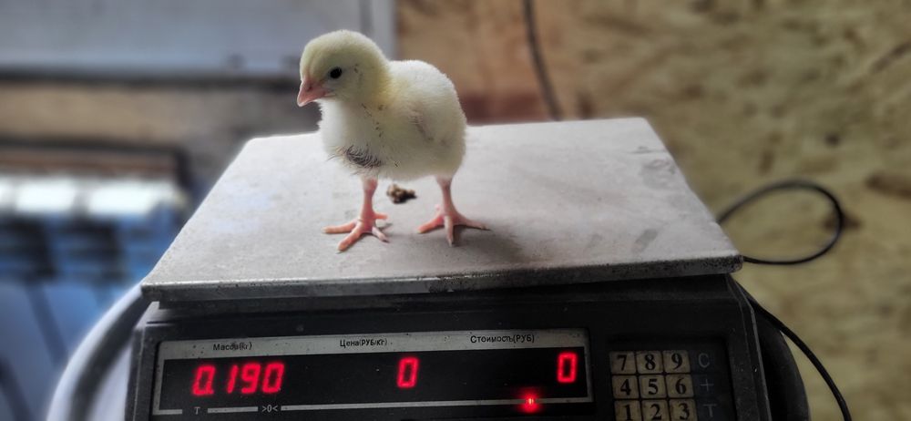 Бройлеры недельные двухнедельные