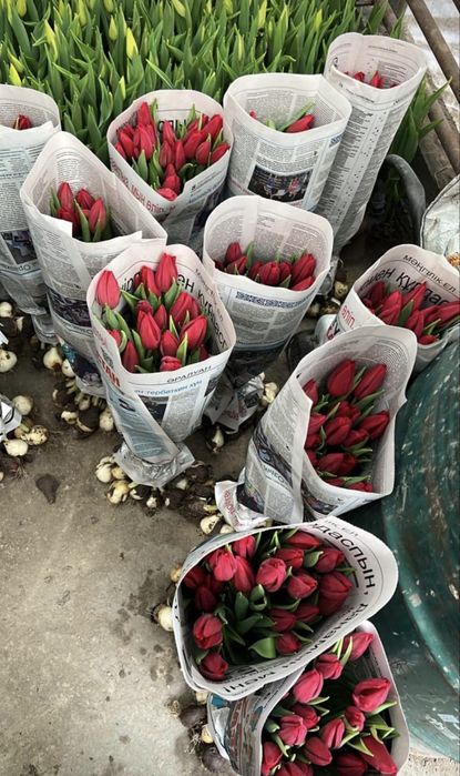 Оптовые продажи тюлпаны