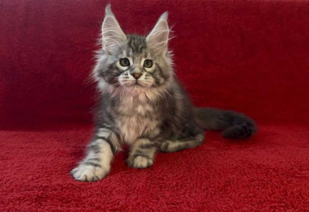 Мейн кун котенца