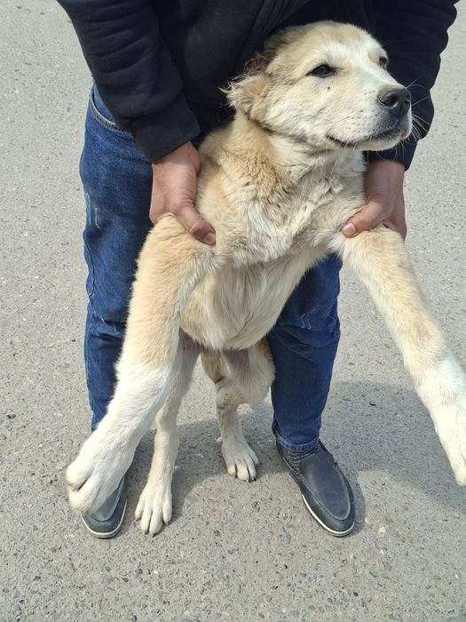 Alabay zoti 3(oylik)