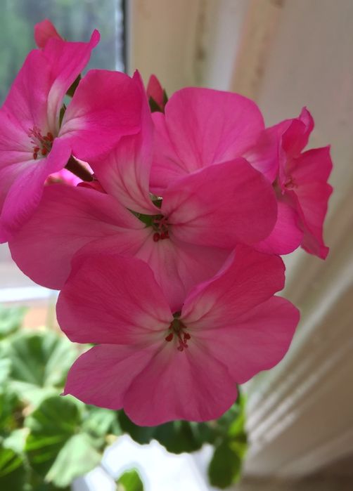 Продам пеларгонию