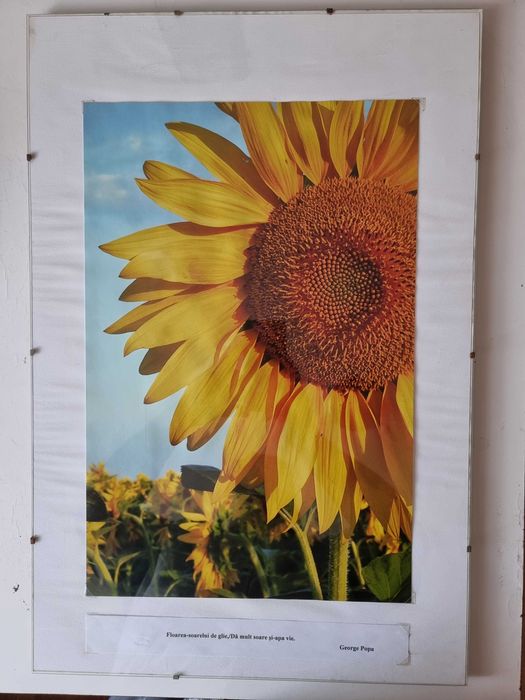 Suport profesional de fotografii pentru expoziție