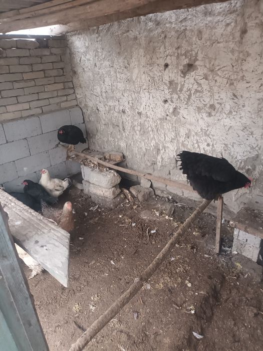 Уй товуклар сотилади