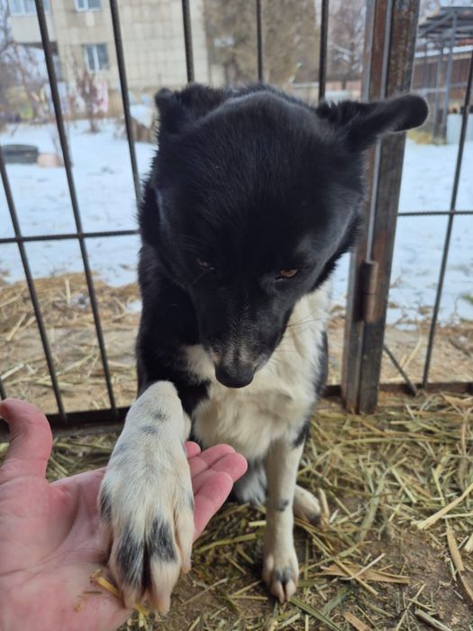 Щенок-подросток