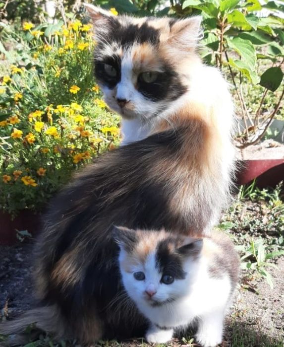 Котята, мягкие облачка счастья