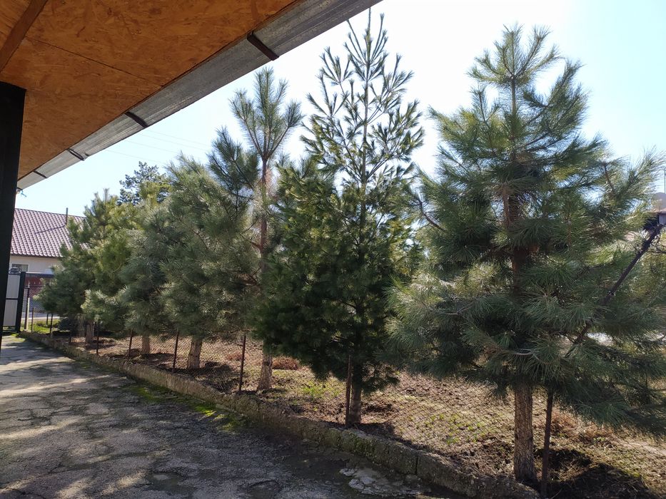 Продам сосны крымские 3-4м