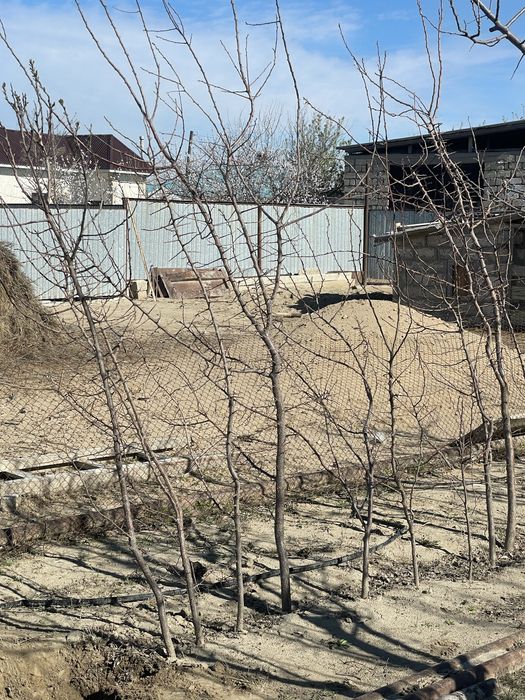 Саженец абрикоса