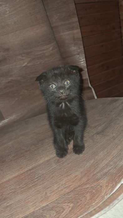 Отдам кошку с котятами.