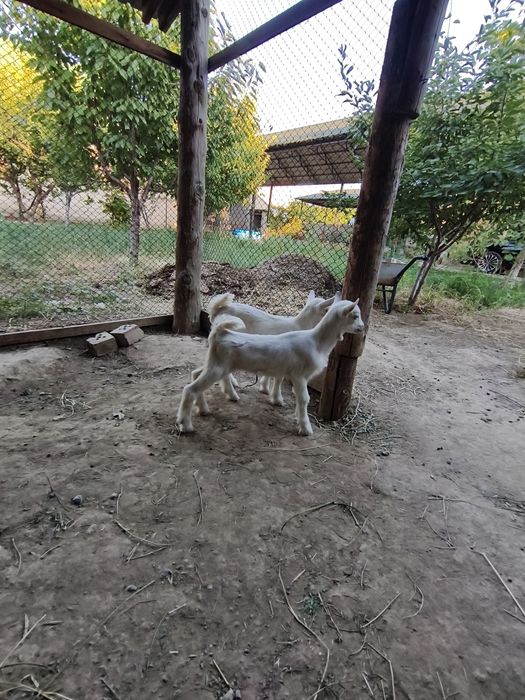 Теке, голландский занин